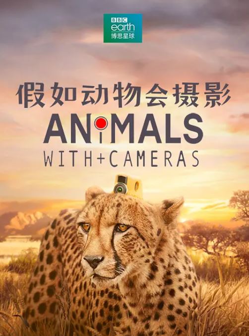 假如动物会摄影