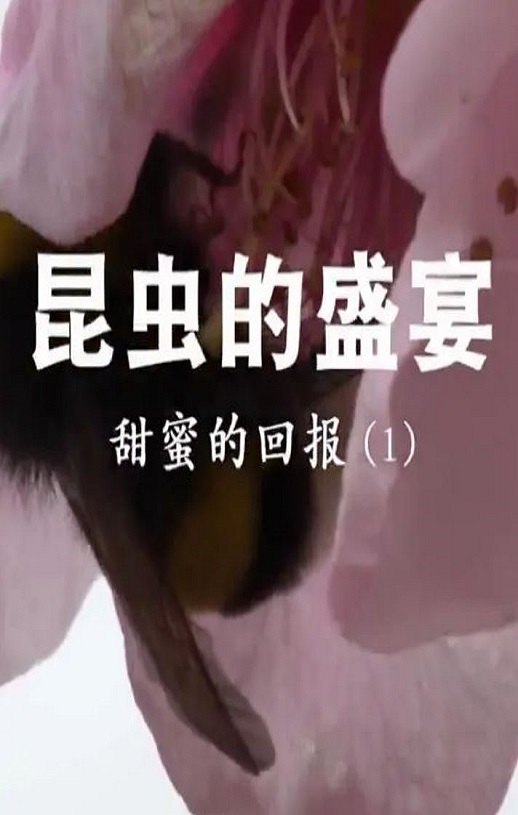 昆虫的盛宴